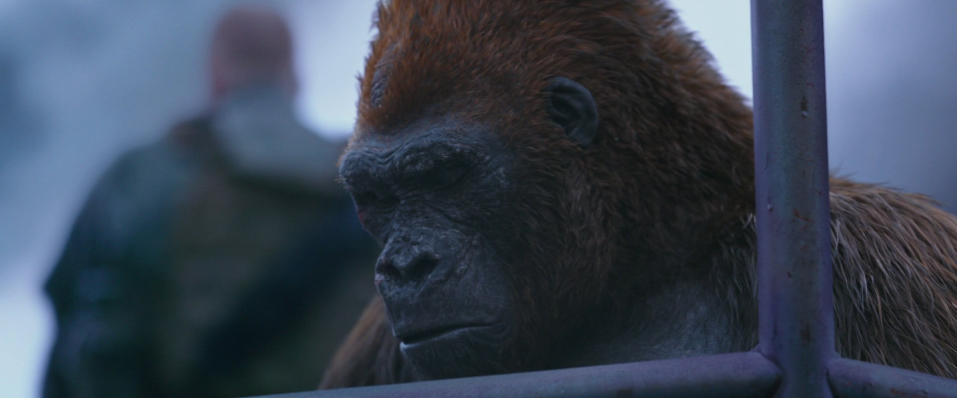 War for the Planet of the Apes (2017) screencap 14262