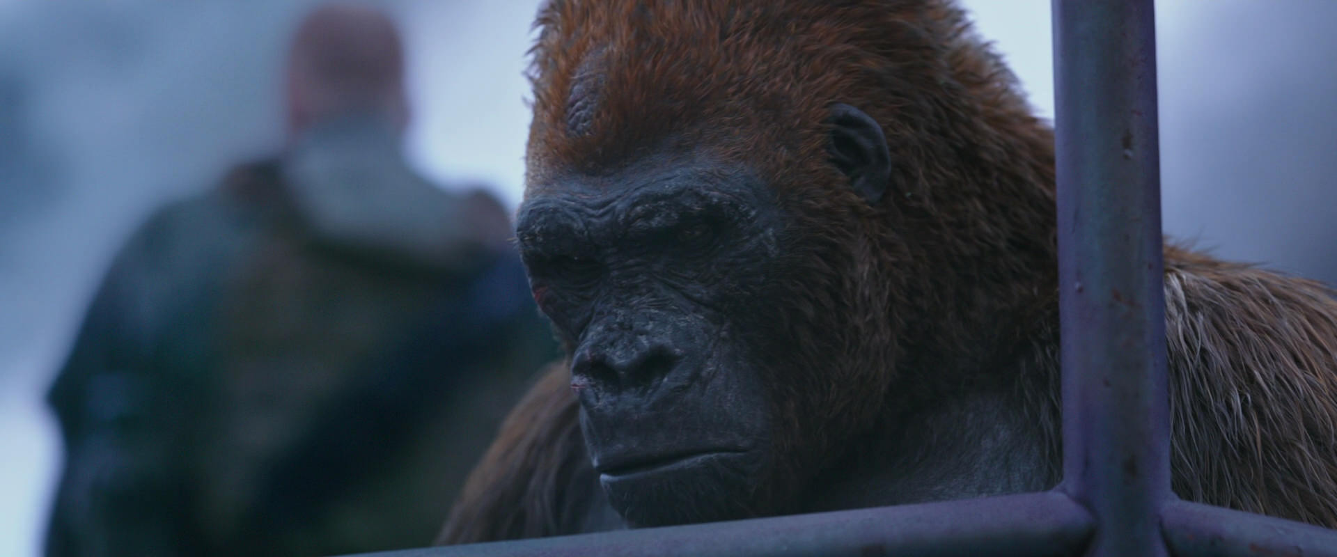 War for the Planet of the Apes (2017) movie still 14263