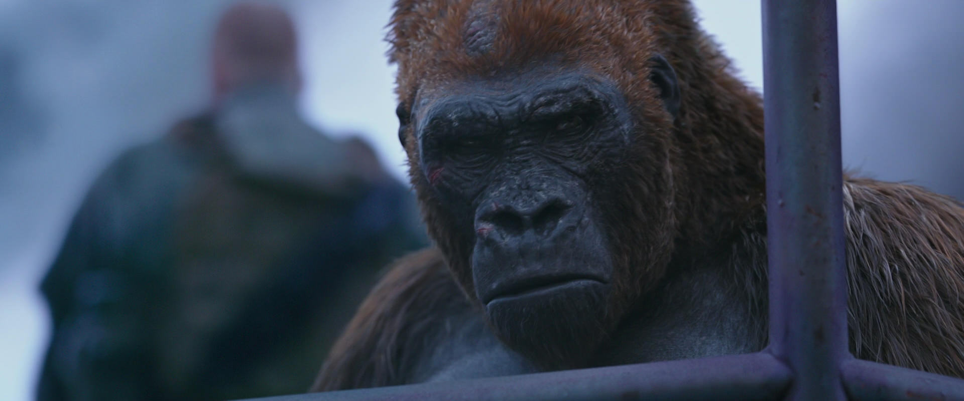 War for the Planet of the Apes (2017) HD screenshot 14264