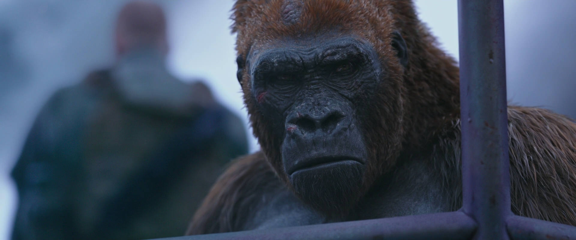 War for the Planet of the Apes (2017) screencap 14265