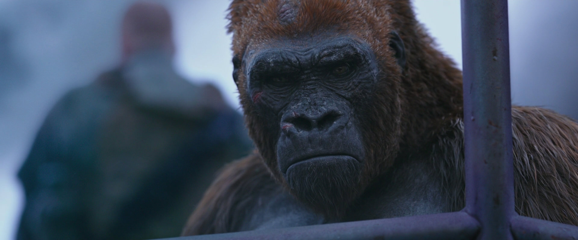 War for the Planet of the Apes (2017) movie still 14266