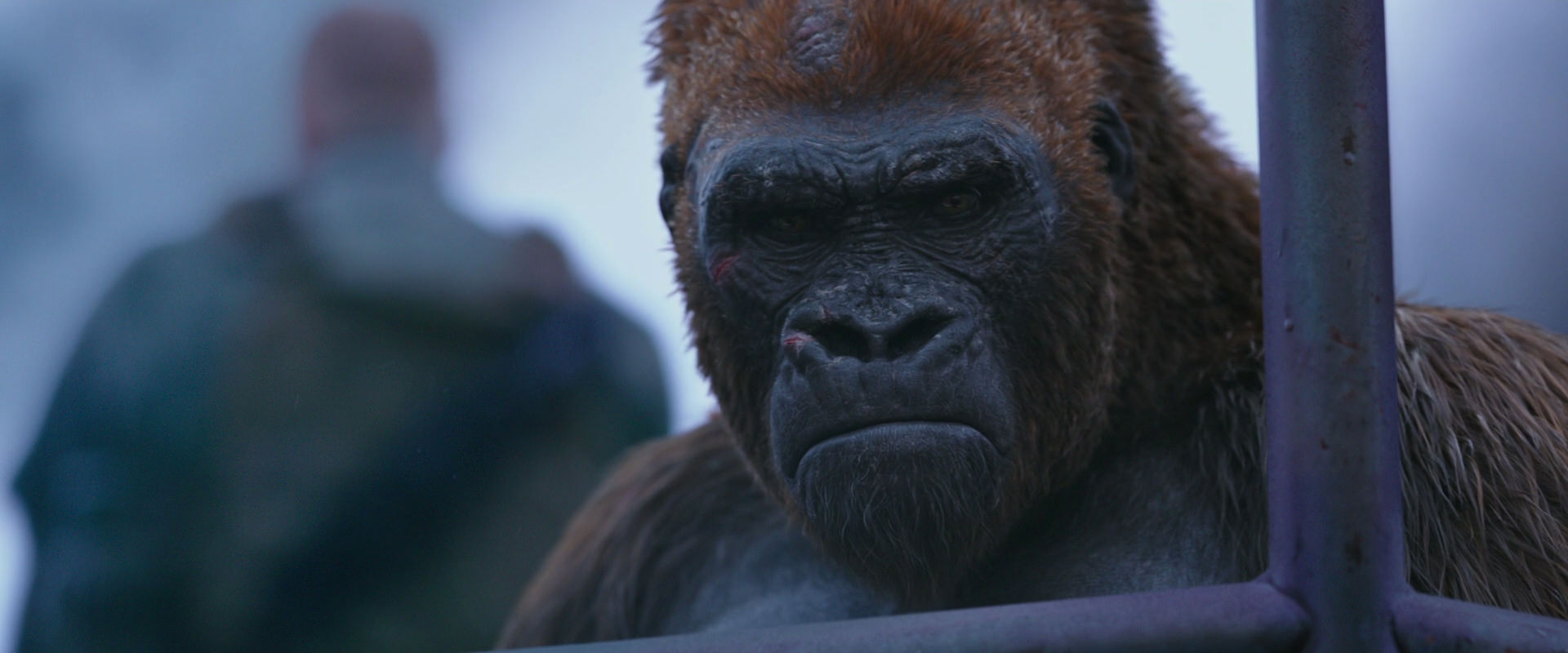 War for the Planet of the Apes (2017) HD screenshot 14267