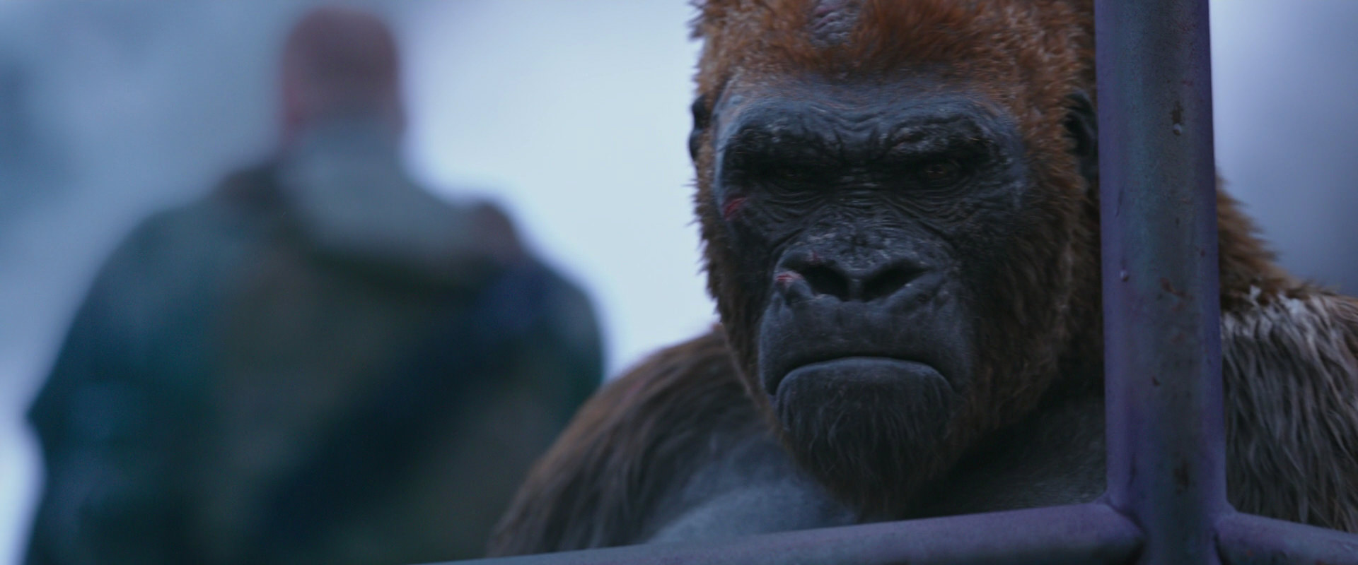 War for the Planet of the Apes (2017) screencap 14268