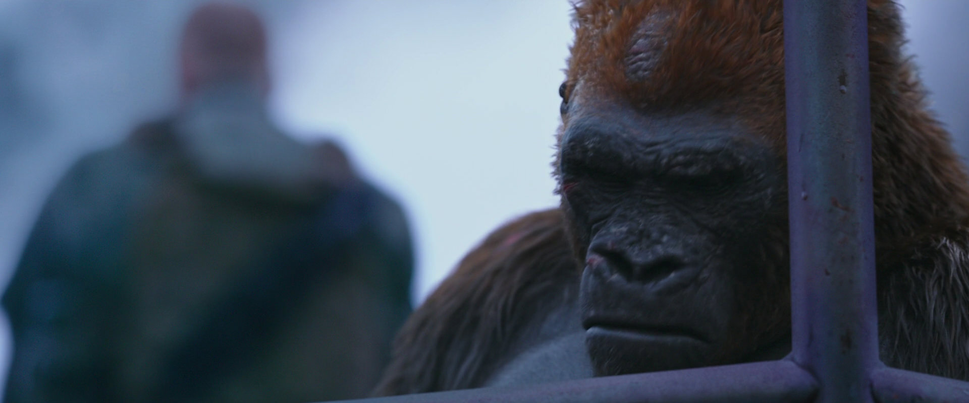 War for the Planet of the Apes (2017) movie still 14269