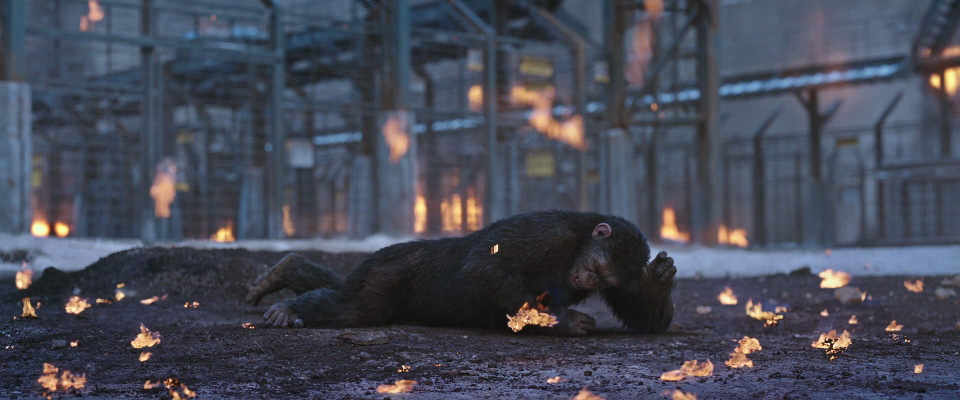 War for the Planet of the Apes (2017) movie still 14392