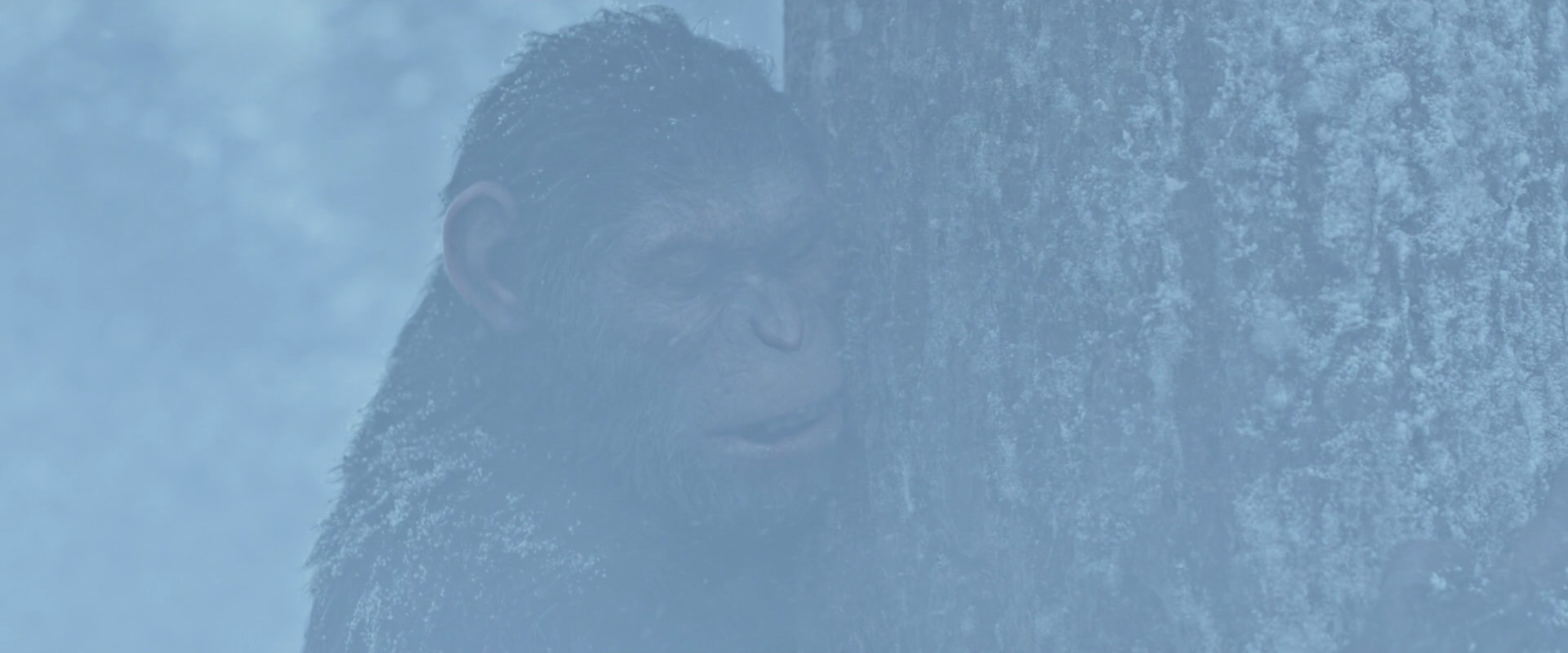 War for the Planet of the Apes (2017) movie still 14848
