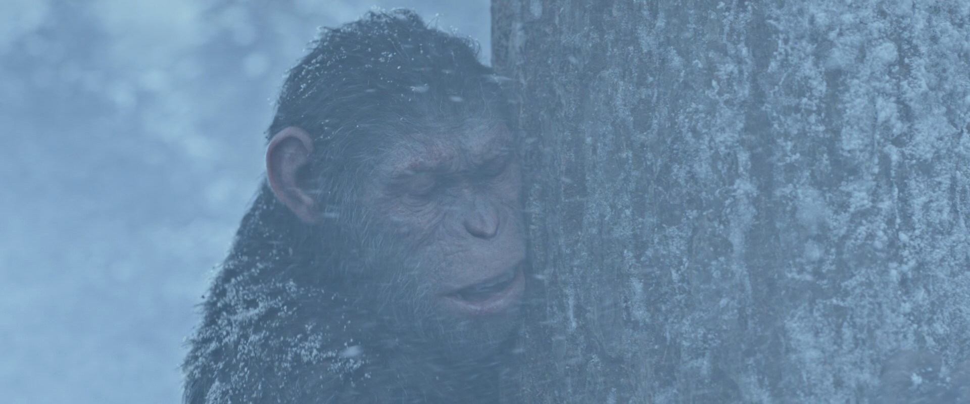 War for the Planet of the Apes (2017) screencap 14850