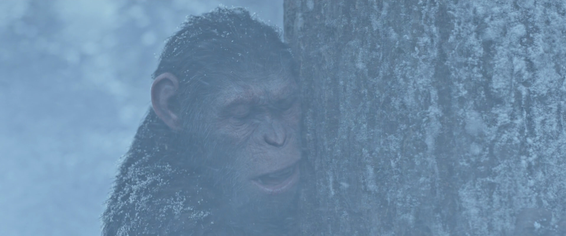 War for the Planet of the Apes (2017) movie still 14851
