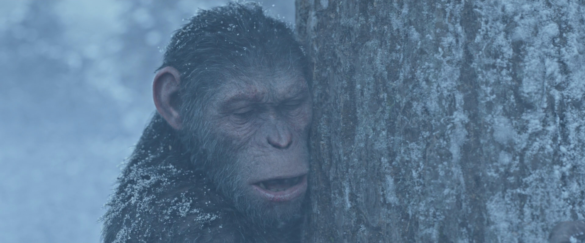 War for the Planet of the Apes (2017) screencap 14853
