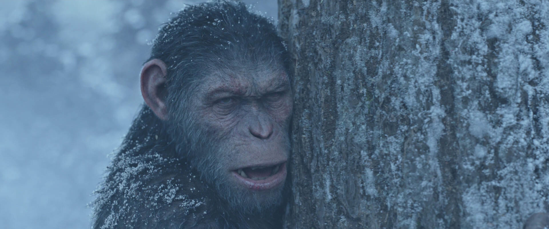 War for the Planet of the Apes (2017) movie still 14854