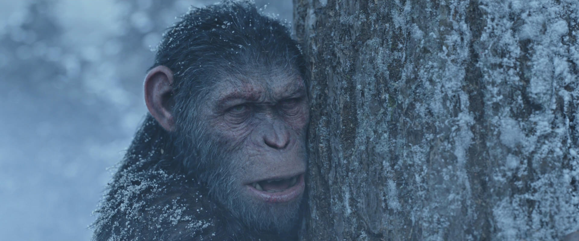 War for the Planet of the Apes (2017) HD screenshot 14855