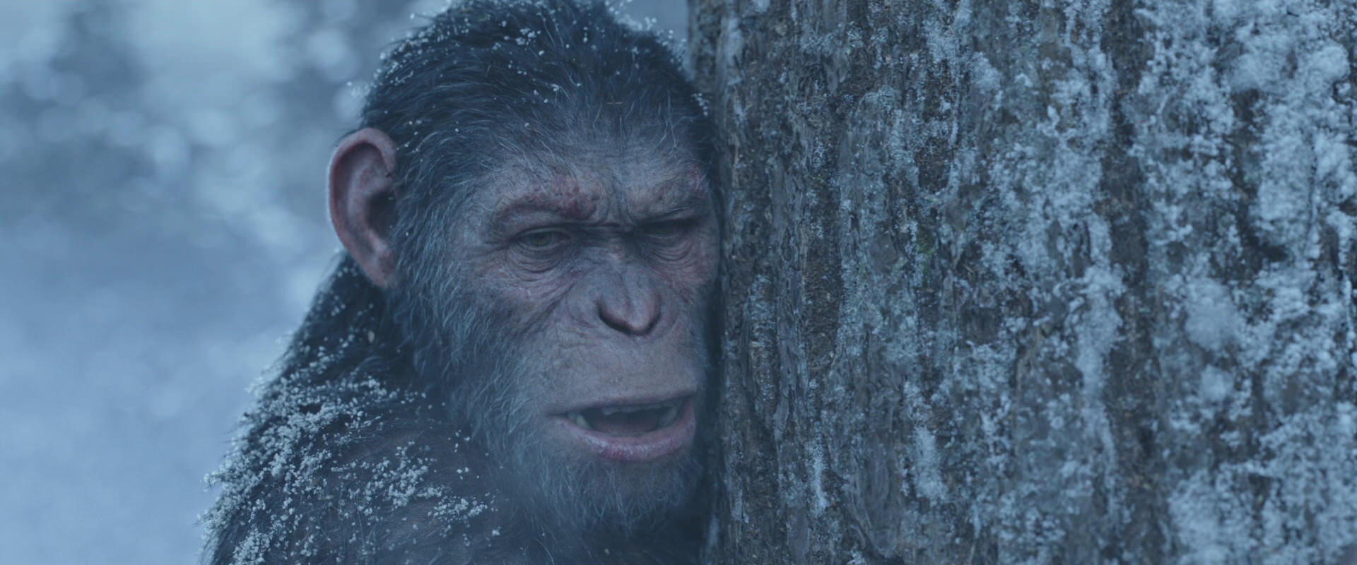 War for the Planet of the Apes (2017) screencap 14856