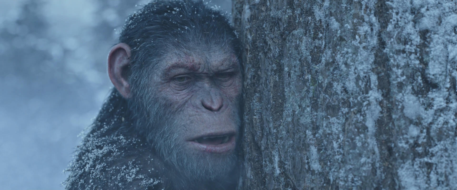 War for the Planet of the Apes (2017) movie still 14857