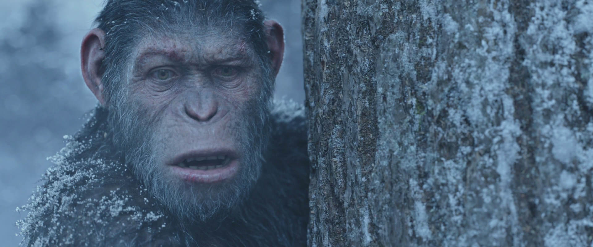 War for the Planet of the Apes (2017) screencap 14862