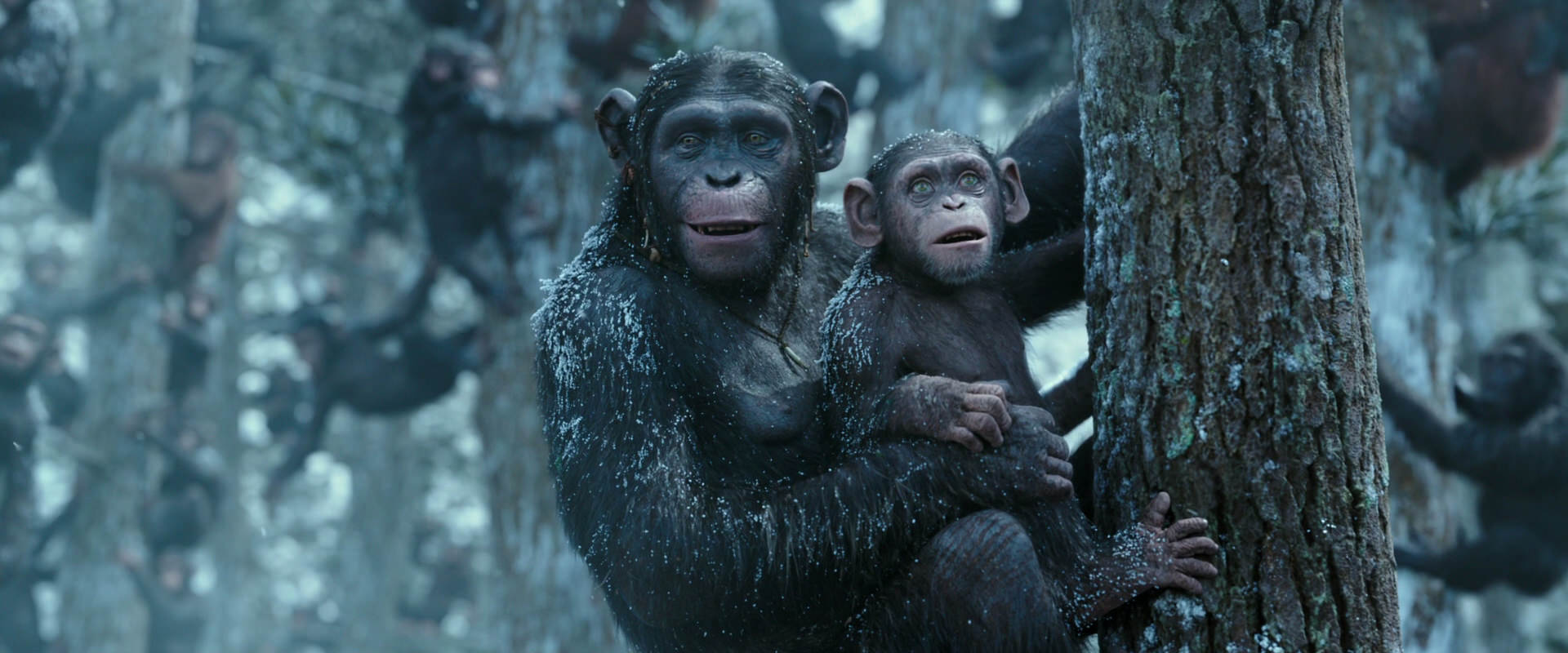 War for the Planet of the Apes (2017) movie still 14926