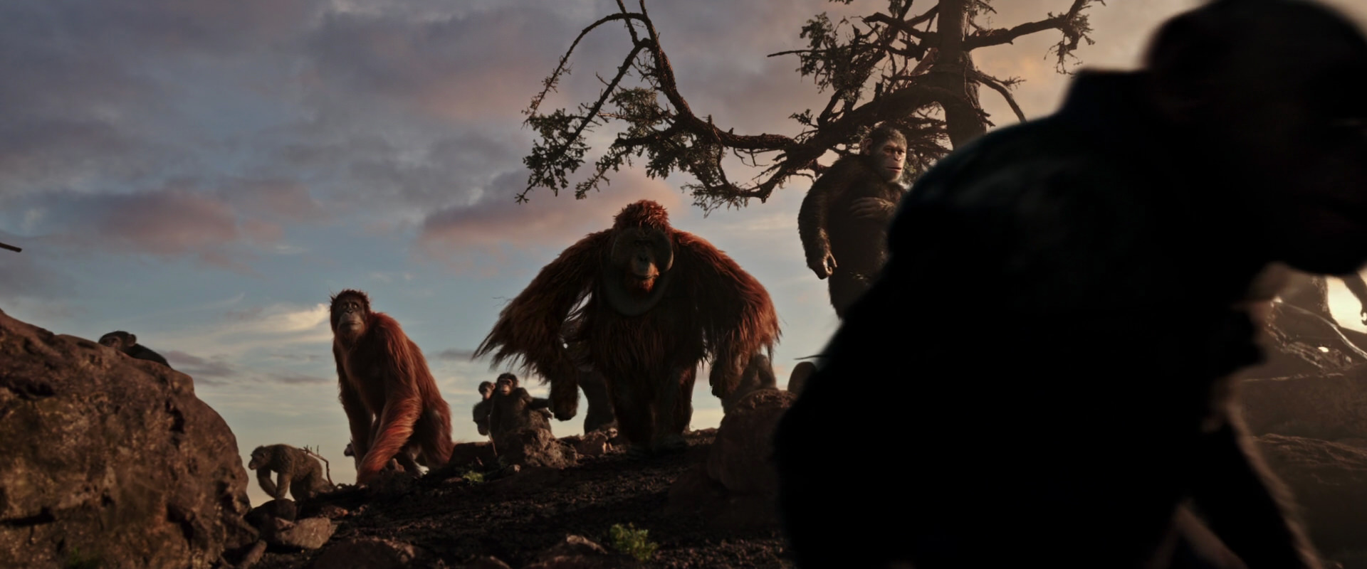 War for the Planet of the Apes (2017) movie still 15115