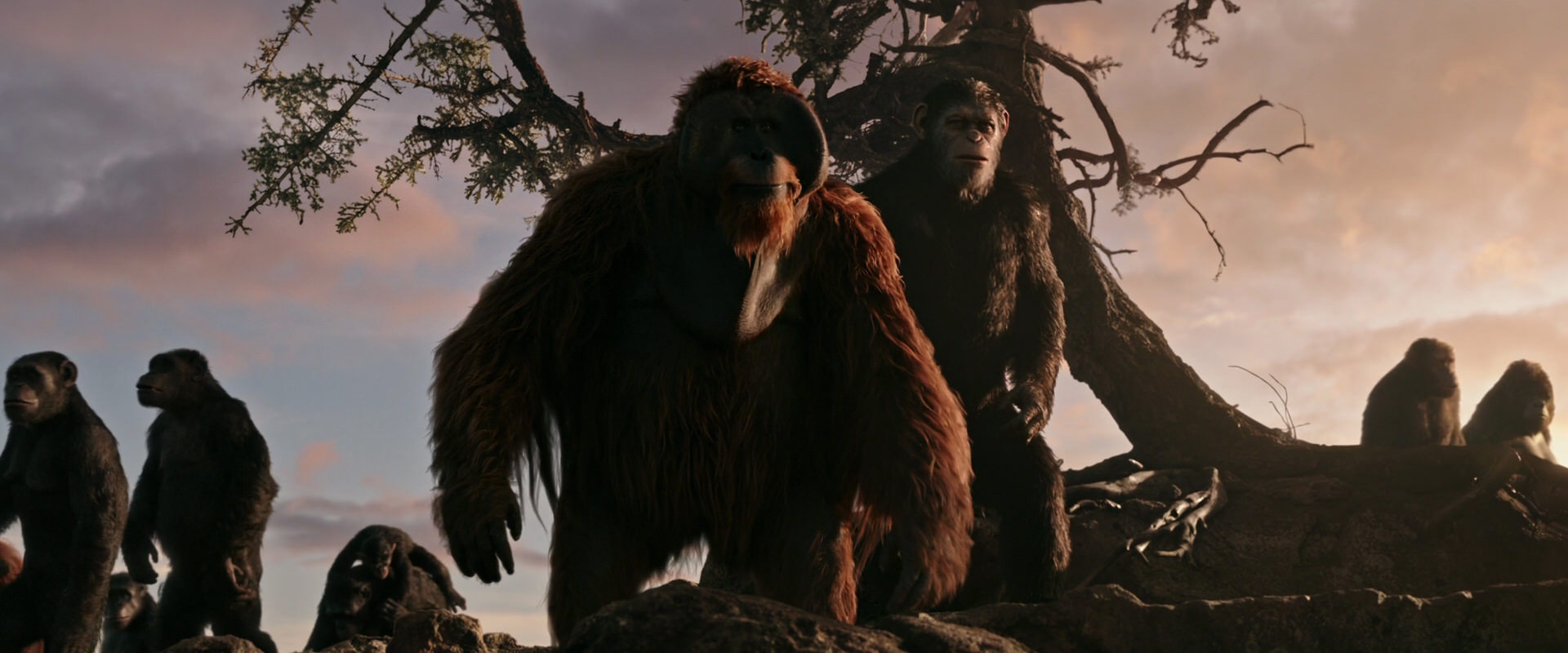 War for the Planet of the Apes (2017) screencap 15129