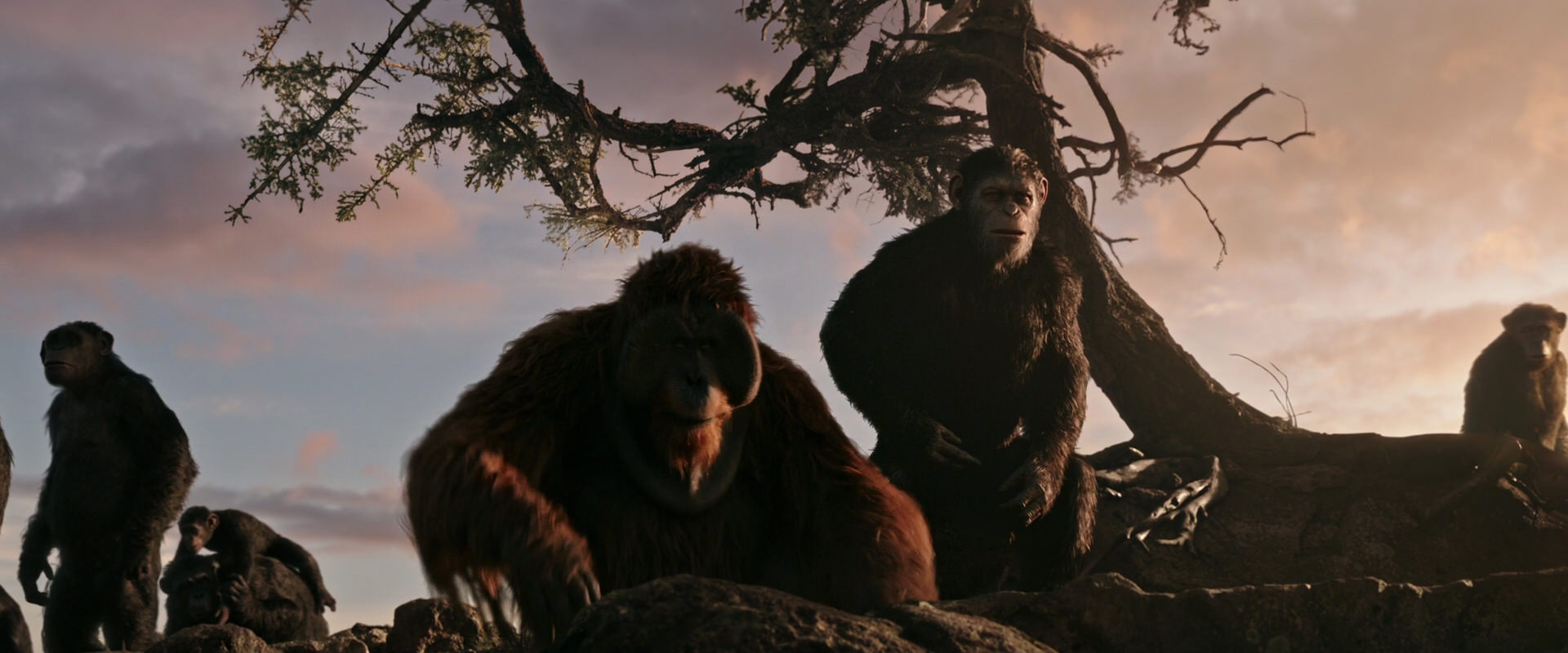 War for the Planet of the Apes (2017) movie still 15133