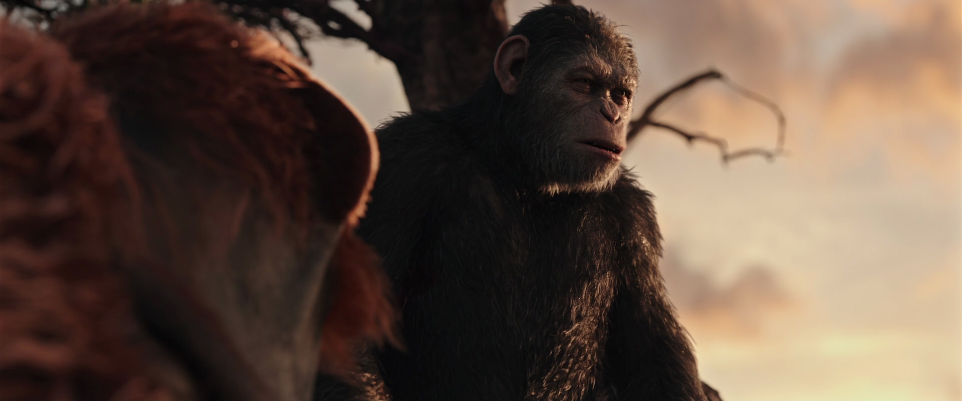 War for the Planet of the Apes (2017) HD screenshot 15152