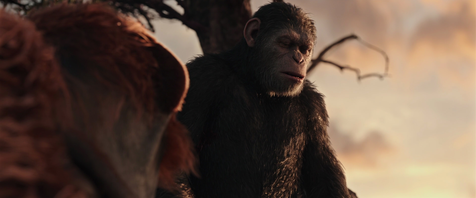 War for the Planet of the Apes (2017) screencap 15153