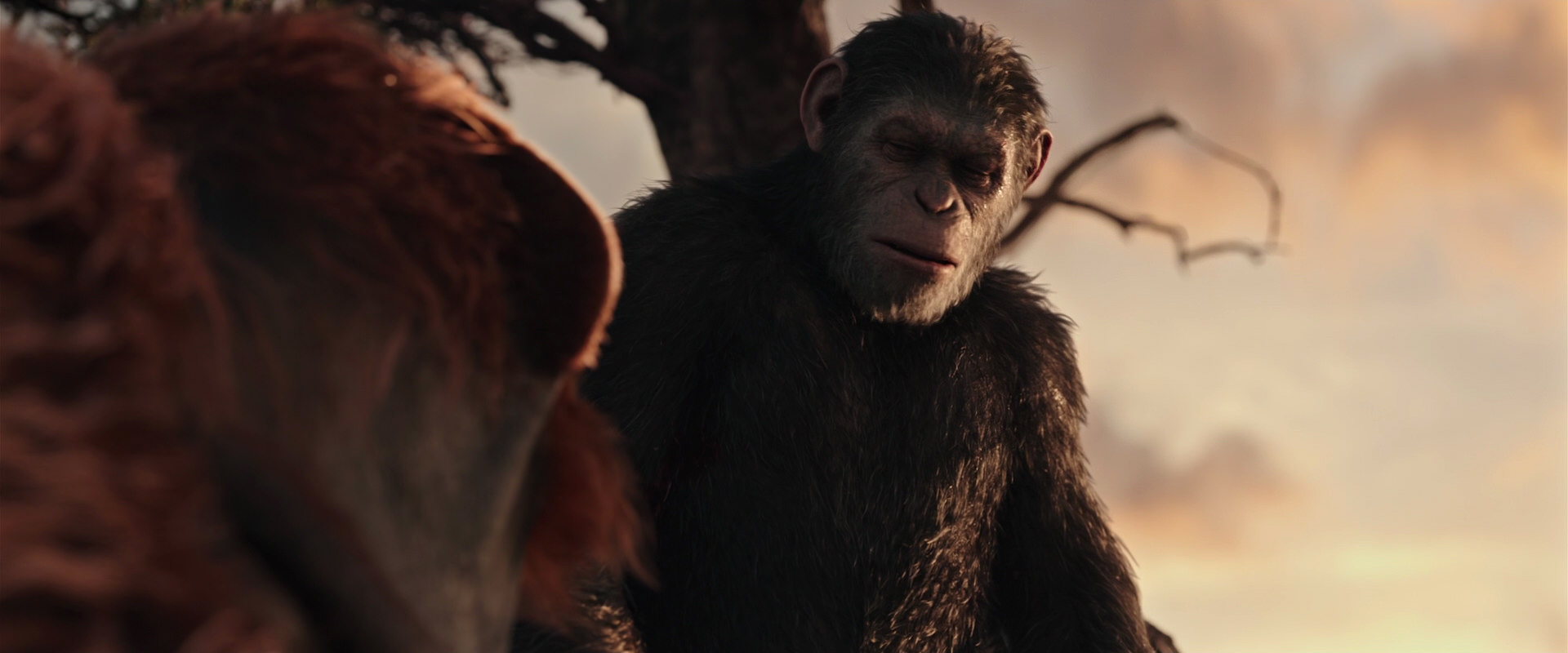 War for the Planet of the Apes (2017) movie still 15154