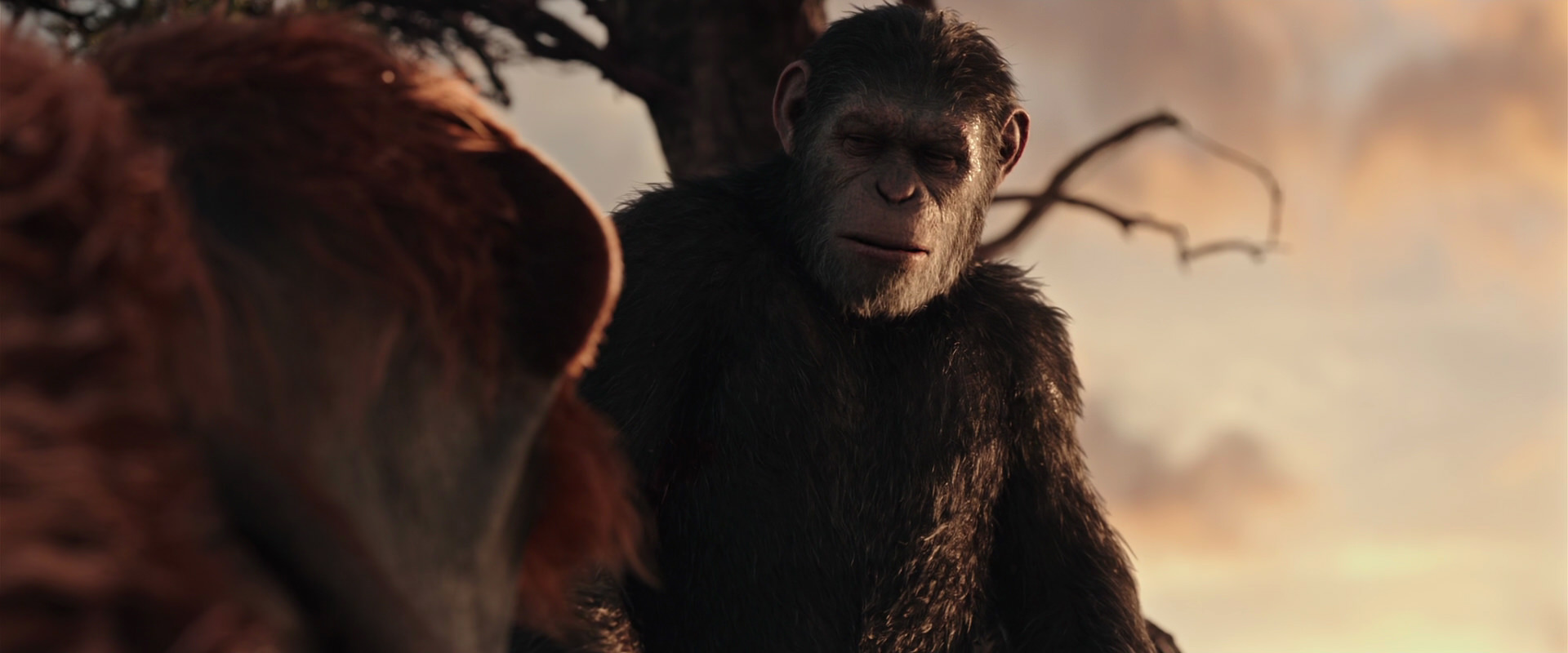 War for the Planet of the Apes (2017) screencap 15156