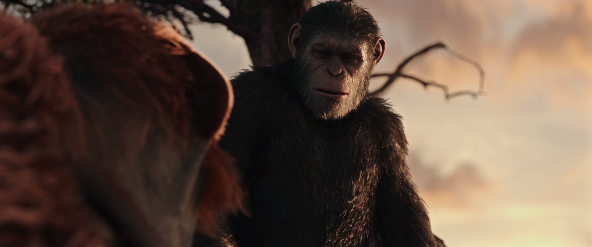 War for the Planet of the Apes (2017) movie still 15157