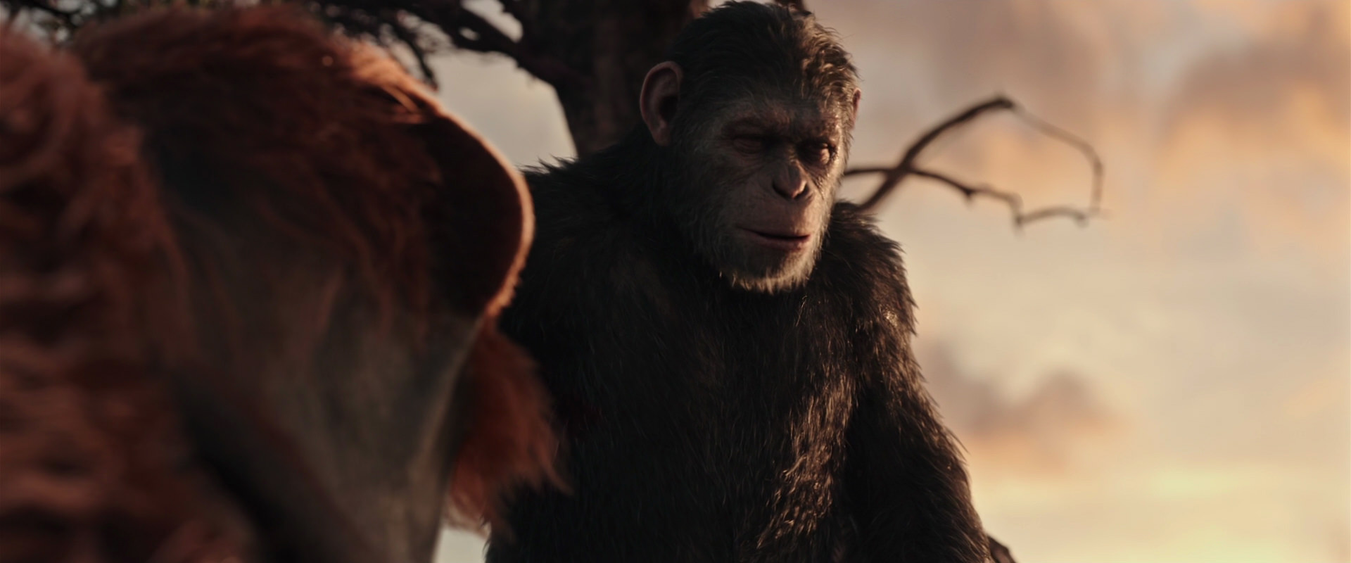 War for the Planet of the Apes (2017) screencap 15159