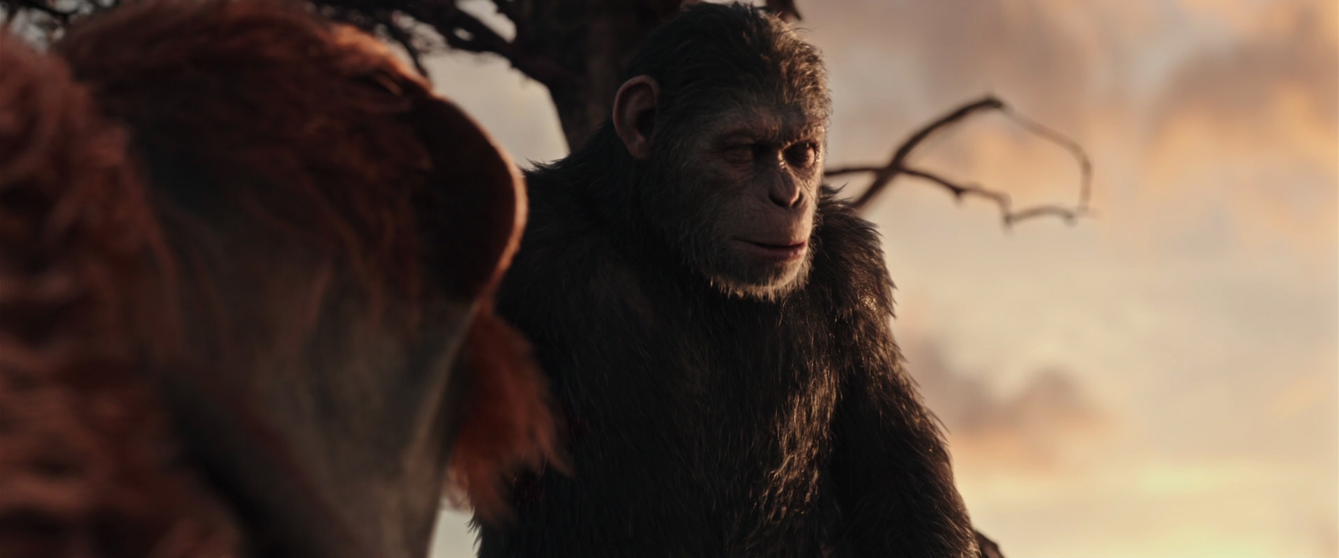 War for the Planet of the Apes (2017) movie still 15160