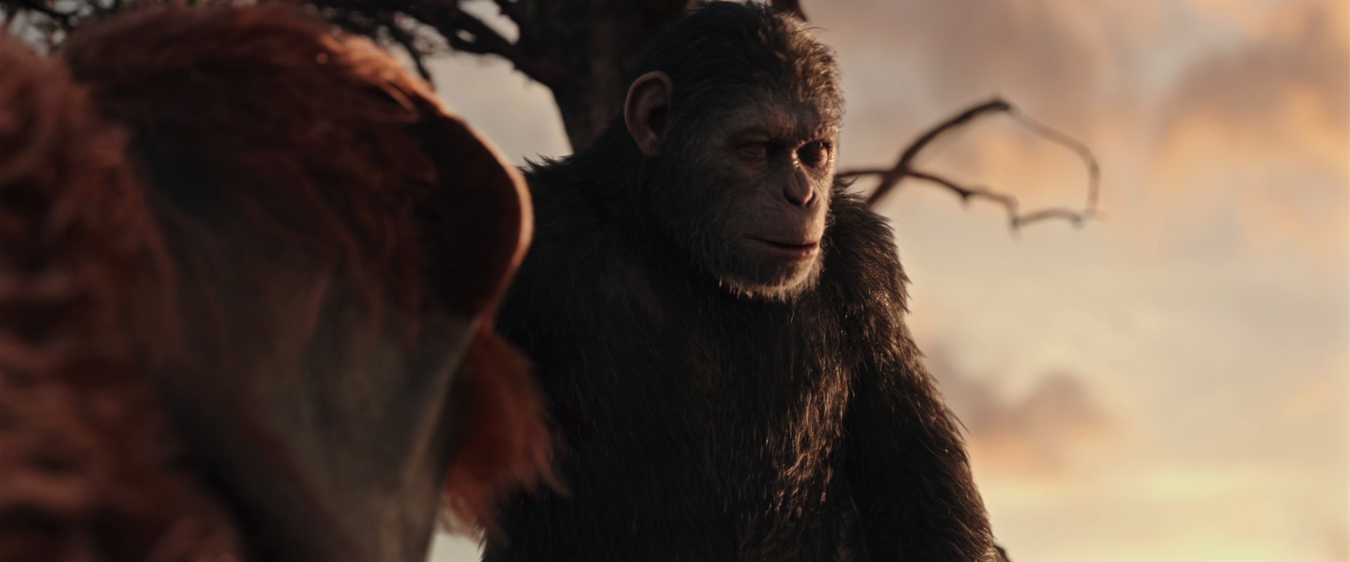 War for the Planet of the Apes (2017) HD screenshot 15161