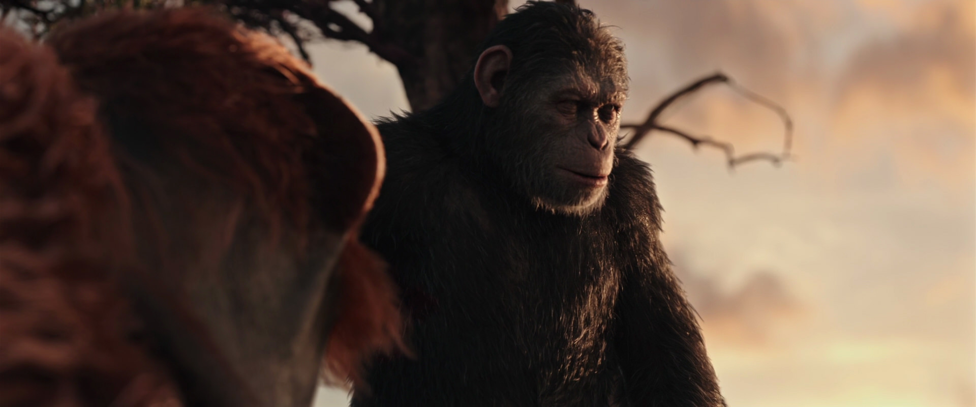 War for the Planet of the Apes (2017) screencap 15162
