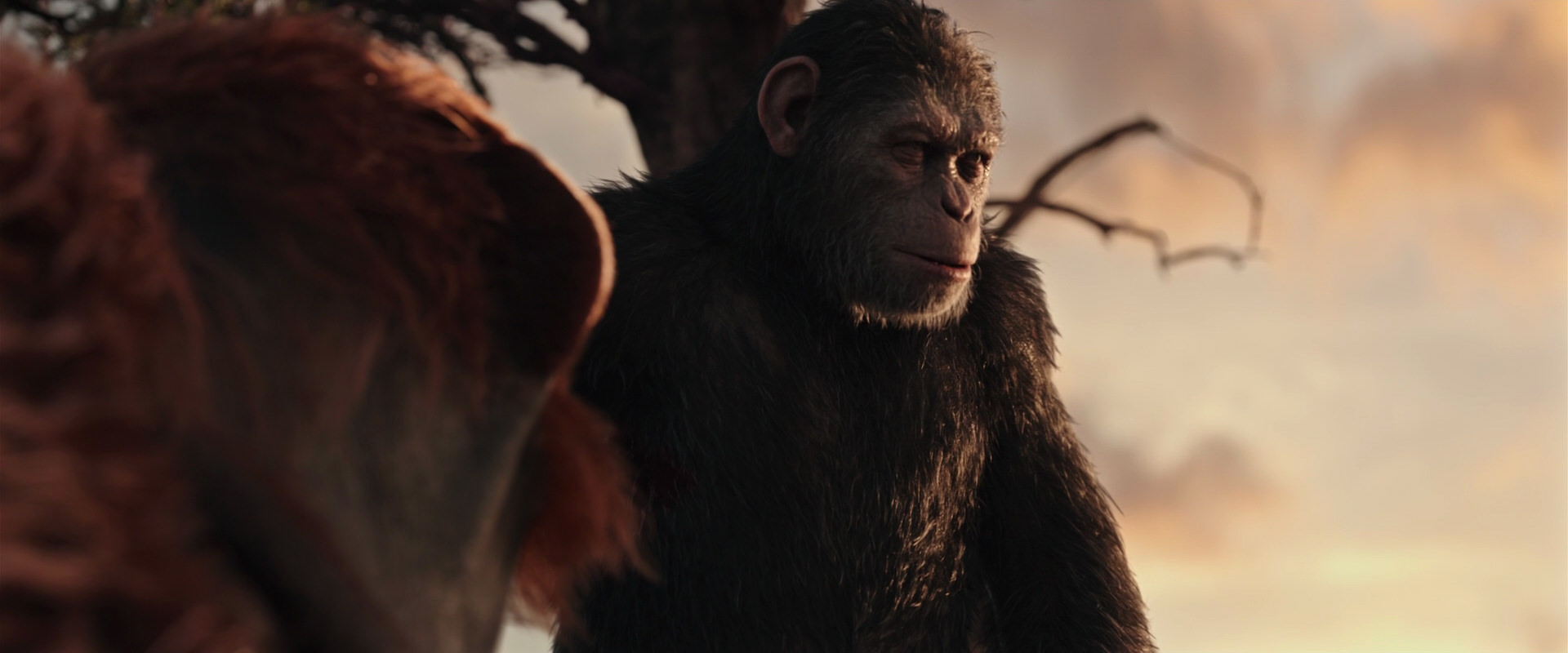 War for the Planet of the Apes (2017) HD screenshot 15164