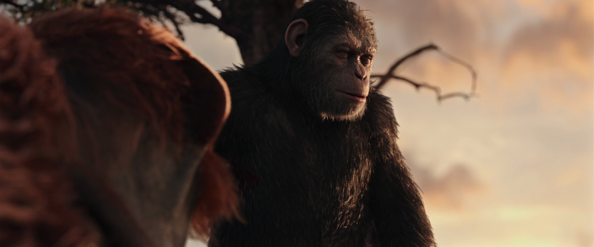 War for the Planet of the Apes (2017) screencap 15165