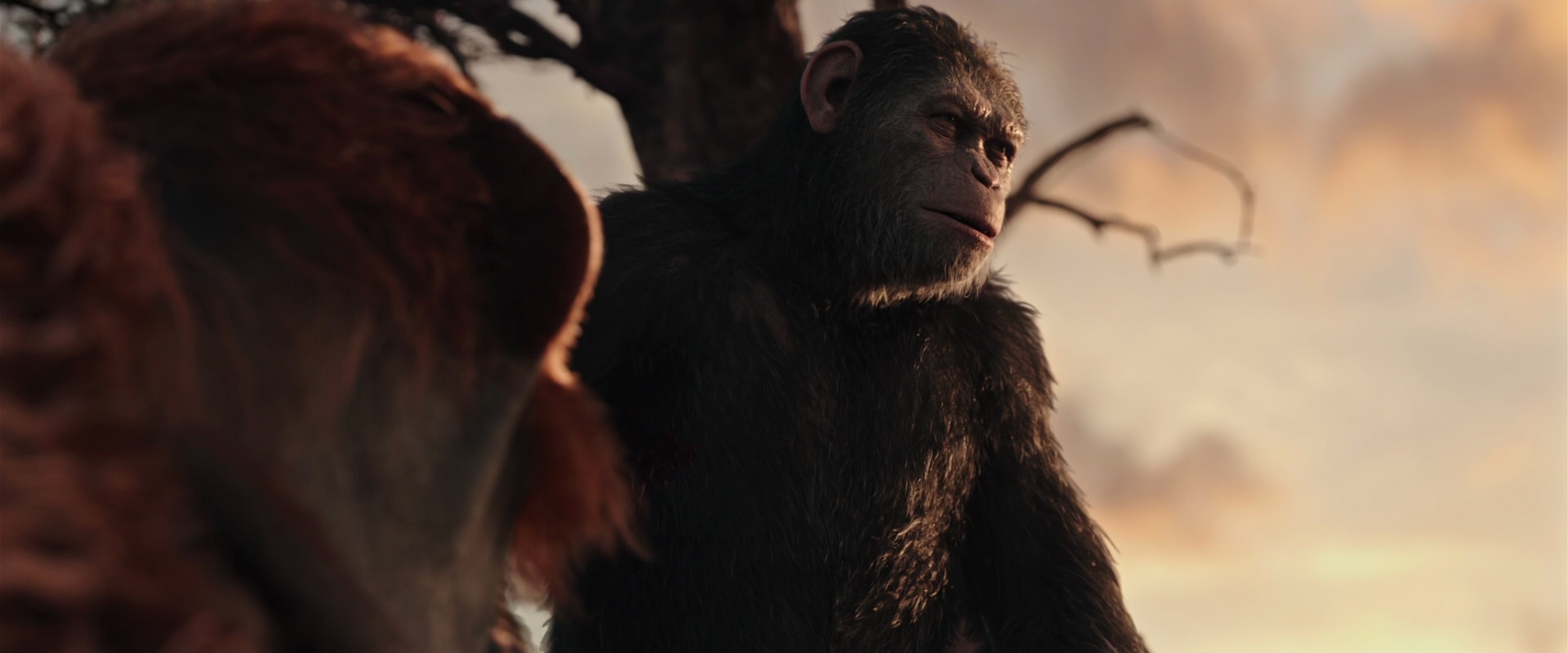 War for the Planet of the Apes (2017) screencap 15168