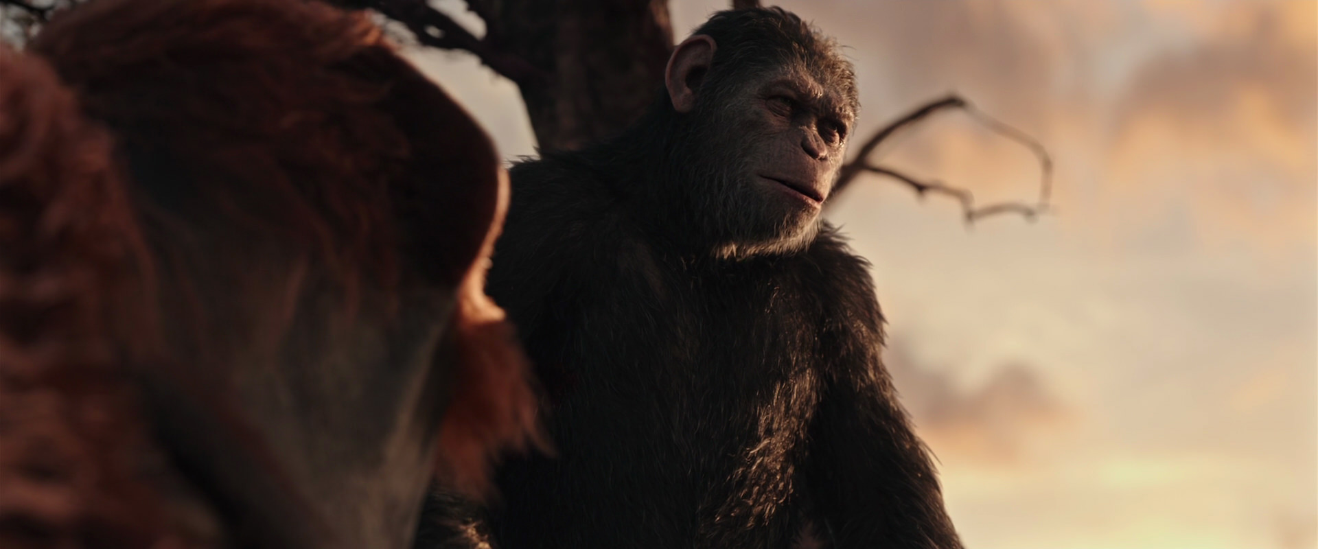 War for the Planet of the Apes (2017) movie still 15169