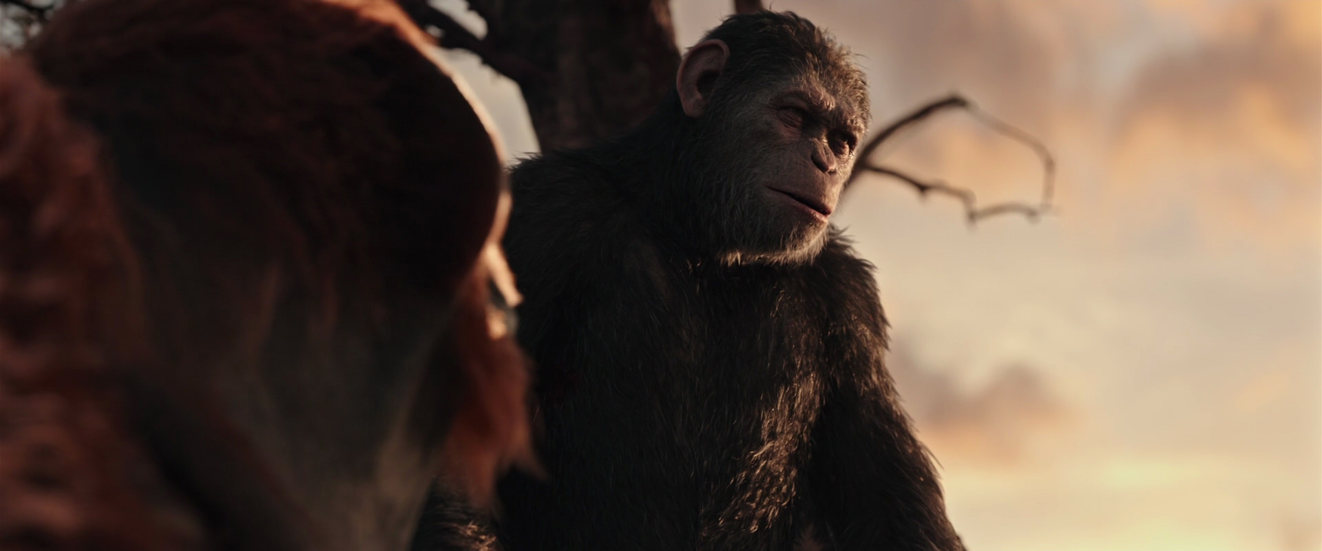 War for the Planet of the Apes (2017) HD screenshot 15170