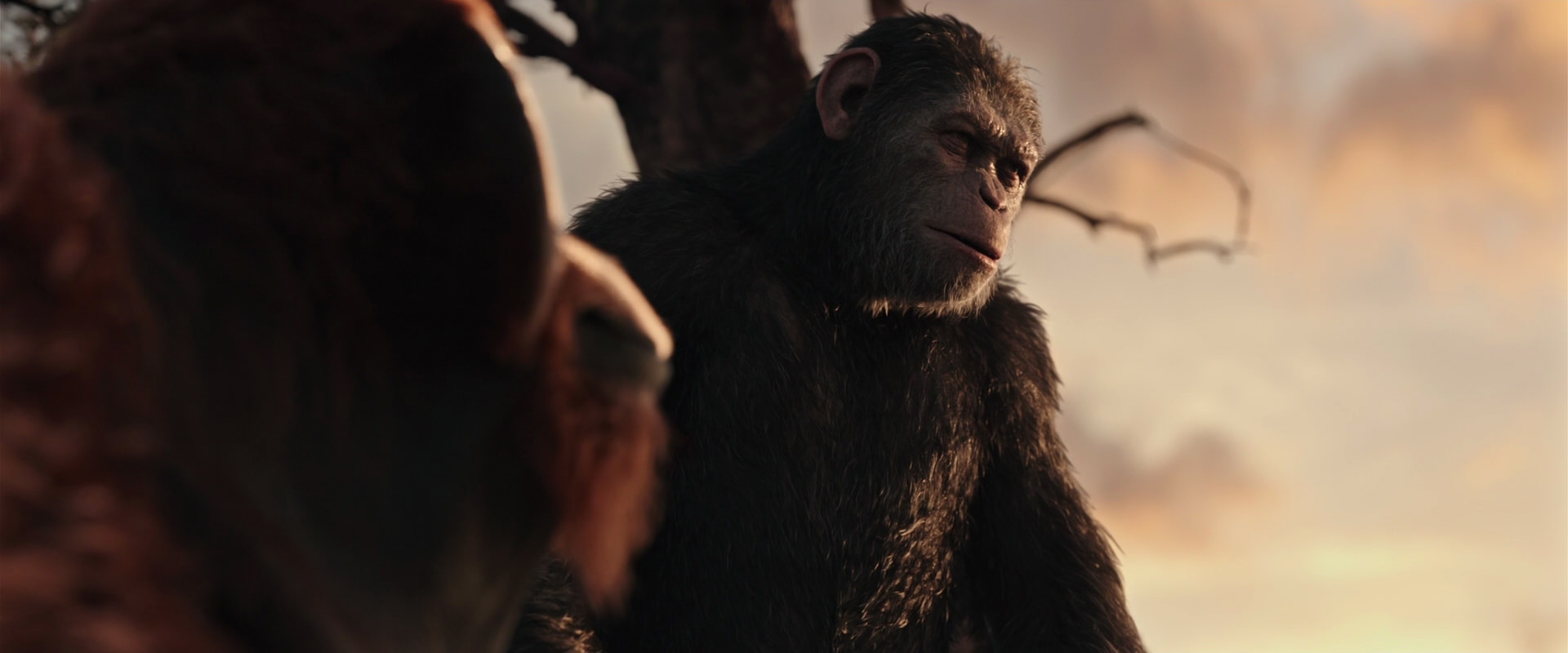 War for the Planet of the Apes (2017) screencap 15171