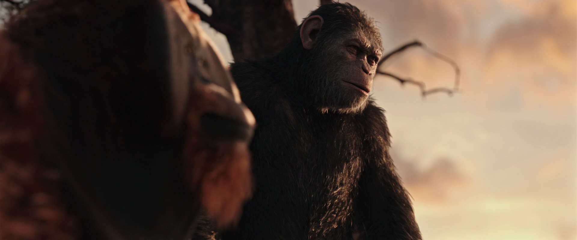 War for the Planet of the Apes (2017) movie still 15172