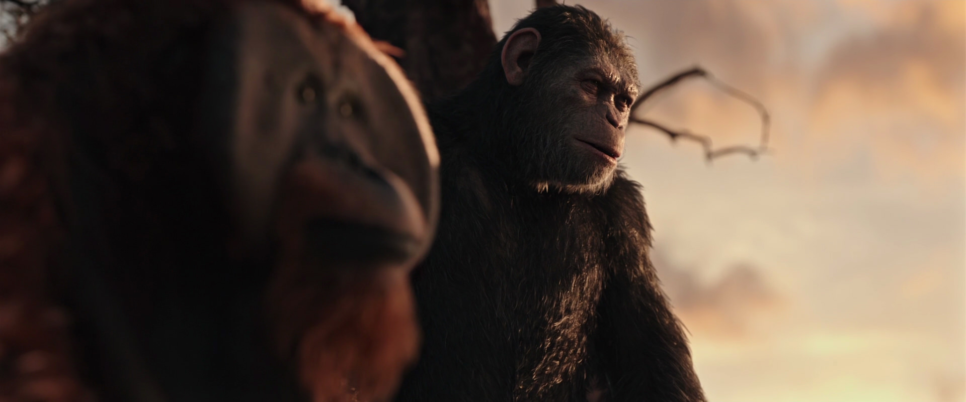 War for the Planet of the Apes (2017) HD screenshot 15173