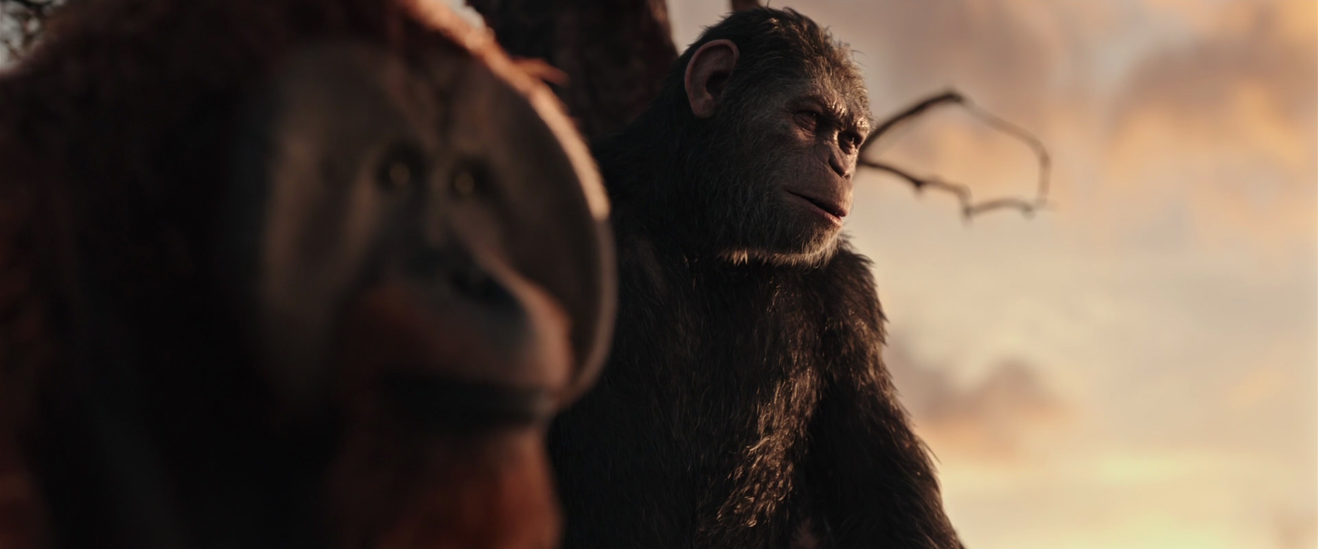 War for the Planet of the Apes (2017) screencap 15174