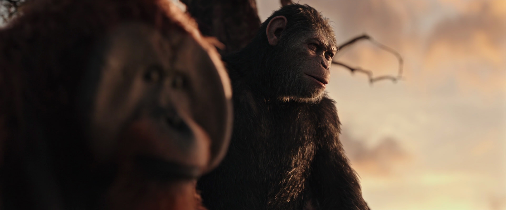 War for the Planet of the Apes (2017) movie still 15175