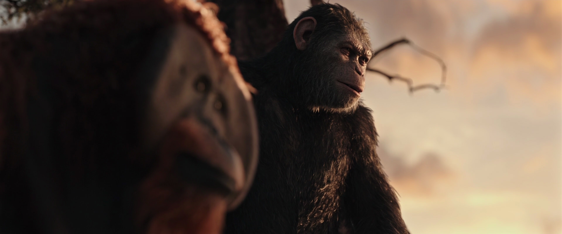 War for the Planet of the Apes (2017) screencap 15177