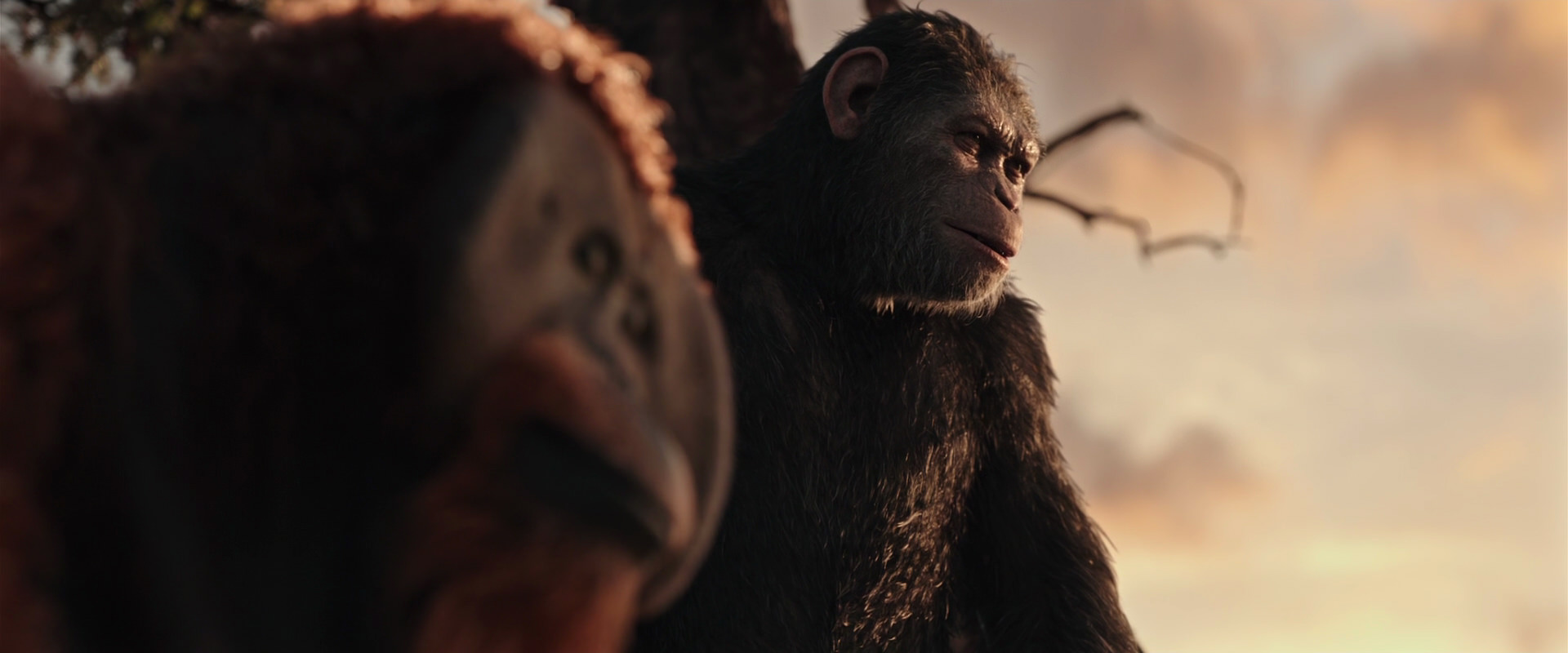 War for the Planet of the Apes (2017) HD screenshot 15179