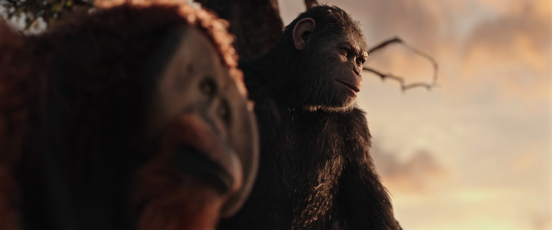 War for the Planet of the Apes (2017) screencap 15180