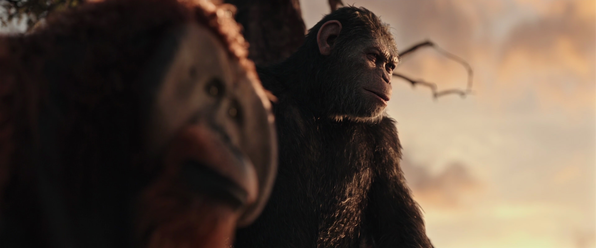 War for the Planet of the Apes (2017) HD screenshot 15182