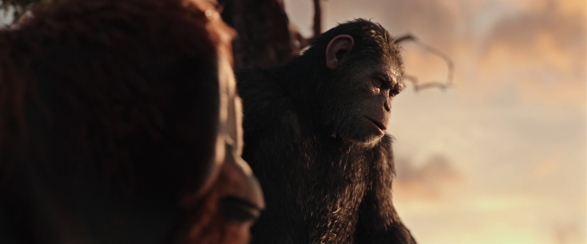 War for the Planet of the Apes (2017) HD screenshot 15185