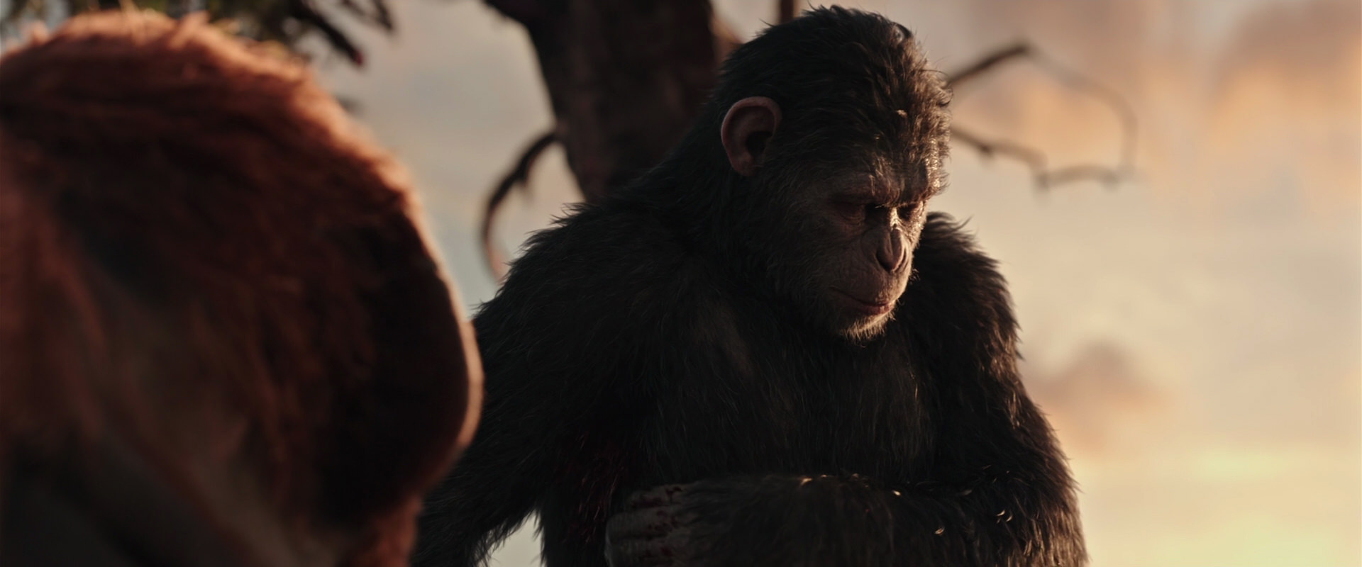 War for the Planet of the Apes (2017) screencap 15195