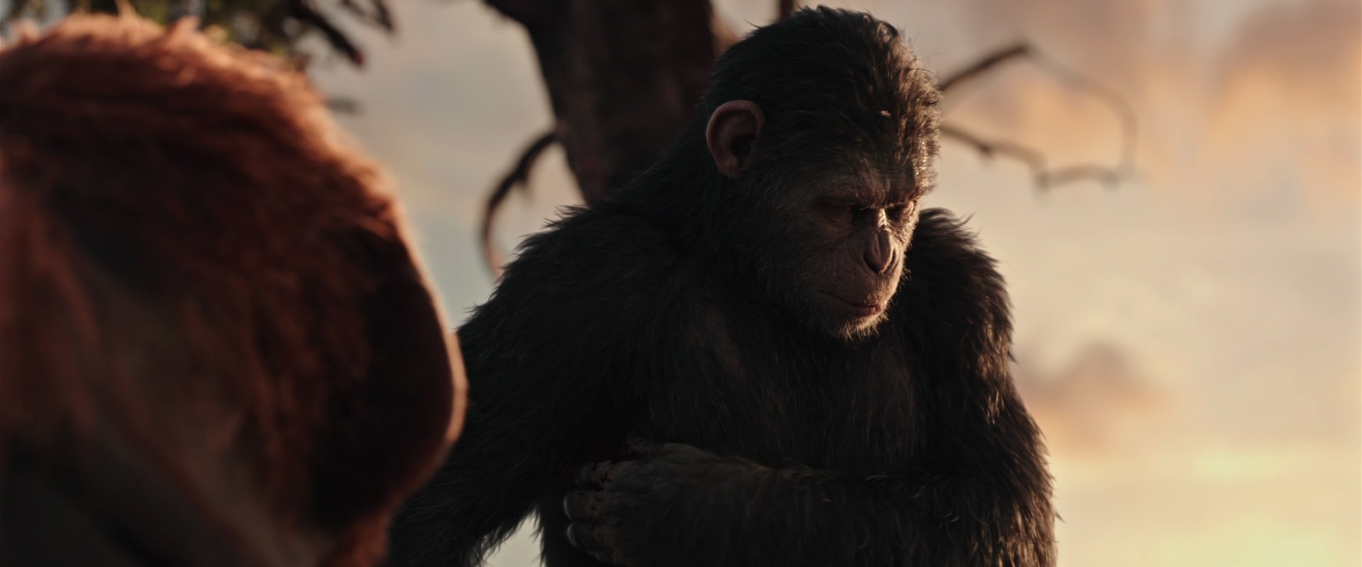 War for the Planet of the Apes (2017) movie still 15196