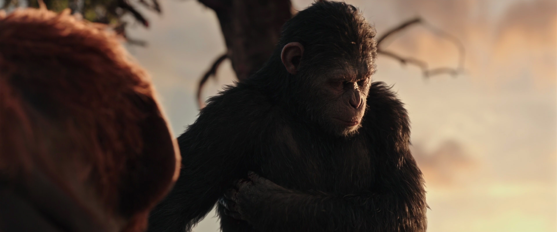 War for the Planet of the Apes (2017) HD screenshot 15197