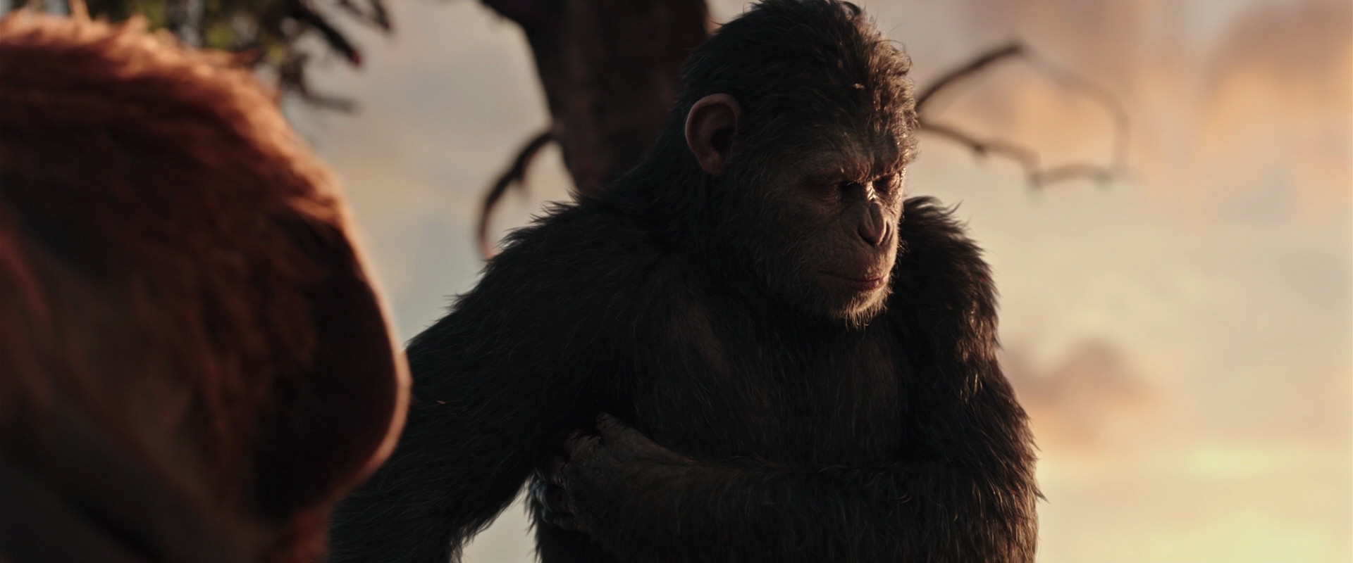 War for the Planet of the Apes (2017) screencap 15198